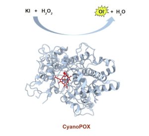How to Enhance Food Preservation and Personal Care Products